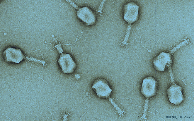 Bacteriophages. Copyright IFNH ETH Zurich