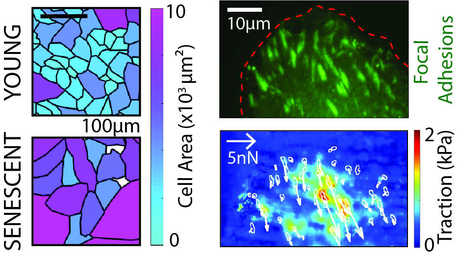 Surface nanoengineering for improved hemocompatibility